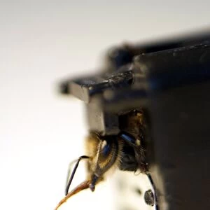 Sniffer honeybee detector