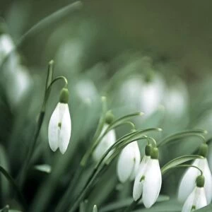 Snowdrop (Galanthus elwesii)