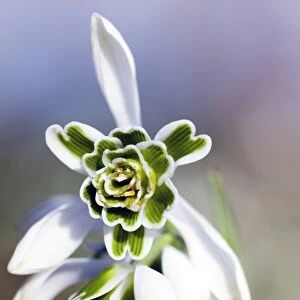 Snowdrop (Galanthus Titania )