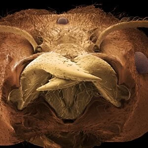 Soldier ant jaws, SEM