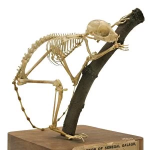 South African galago skeleton
