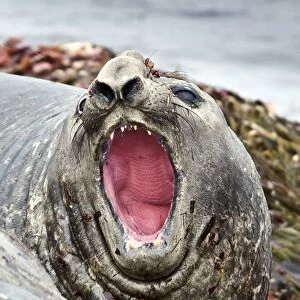 Southern elephant seal roaring C013 / 7488