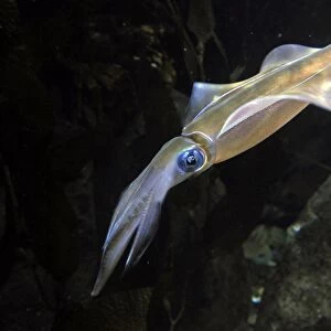 Southern reef squid swimming C018 / 1793