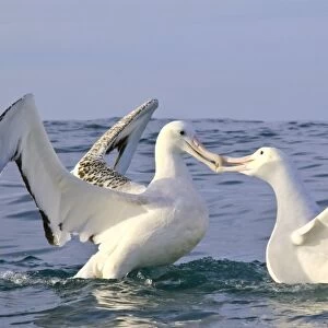 Southern royal albatross greeting