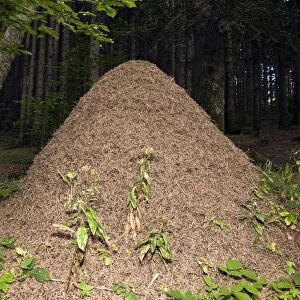 Southern wood ant nest