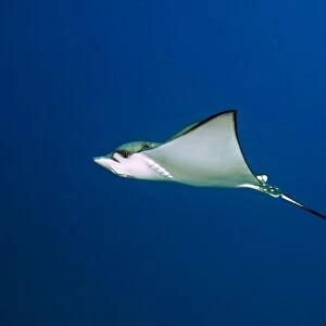 Spotted eagle ray swimming C014 / 2920