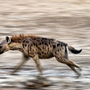 Spotted hyena running C016 / 2372