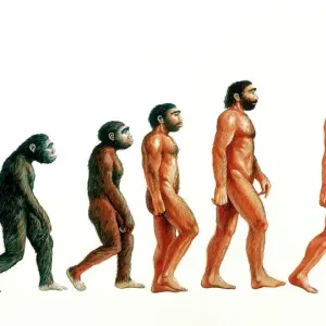 Etapas de la evolución humana.