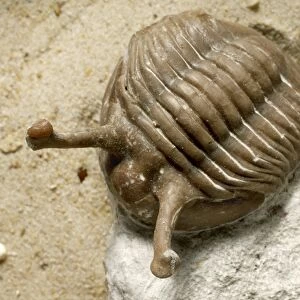 Stalk-eyed trilobite fossil C016 / 5560