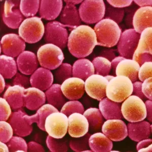 Staphylococcus aureus bacteria