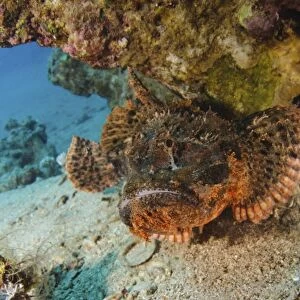 Stonefish - Red Sea C017 / 1287