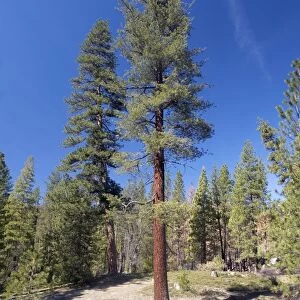 Sugar pine (Pinus lambertiana)