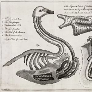Swan anatomy, 18th century
