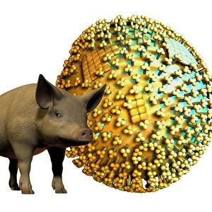 Swine flu, conceptual image