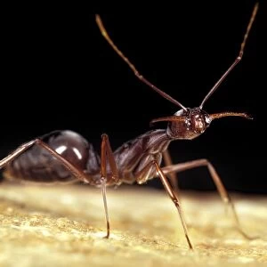 Trap-jaw ant C013 / 7054