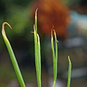 Tree onion (Allium cepa var. viviparum)