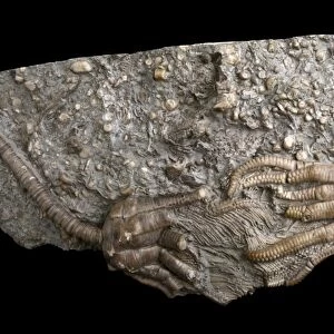 Triassic Crinoids C015 / 0751