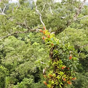Tropical rainforest epiphytes