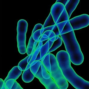 Tuberculosis bacteria, artwork