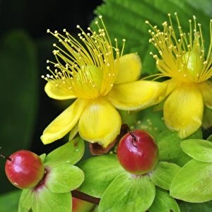 Tutsan flowers and fruit