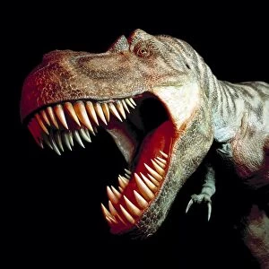 Tyrannosaur rex head C016 / 4203