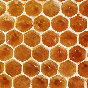 Uncapped honeycomb