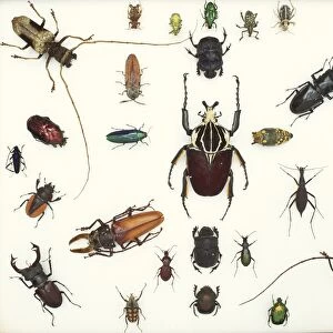 Various beetle specimens C016 / 5847