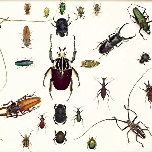 Various beetle specimens C016 / 5848