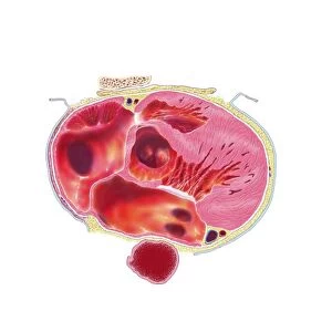 Ventricular systole, anatomical artwork