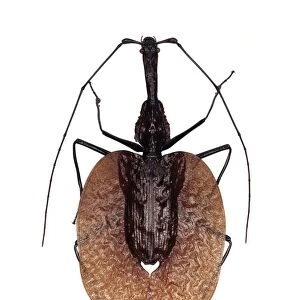 Violin beetle