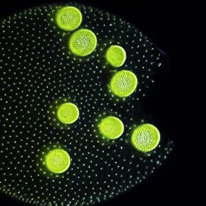 Volvox colony, light micrograph