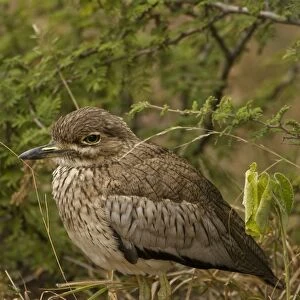 Water thick-knee