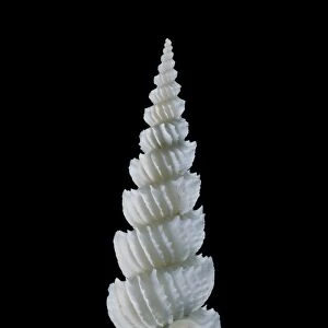 Wentletrap sea snail shell C019 / 1325
