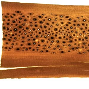 Whale bone sample, light micrograph