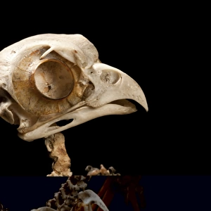 White-browed hawk-owl skeleton C014 / 0745