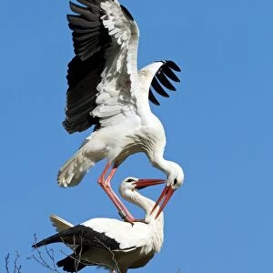 White storks courting C018 / 9343