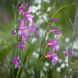 Wild gladiolus (Gladiolus italicus)
