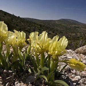 Wild Iris (Iris suaveolens) C016 / 3459