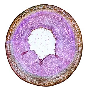 Willow stem, light micrograph