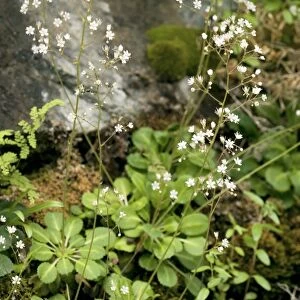 Wood saxifrage (Saxifraga umbrosa)