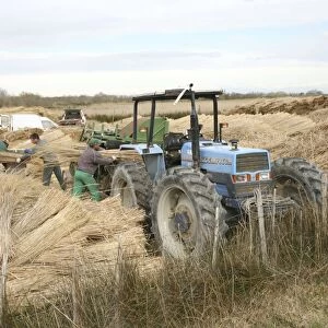 Workers harvesting common reeds
