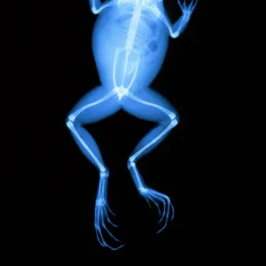 X-ray of a frog