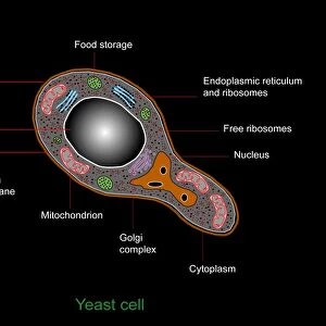 Yeast cell, artwork