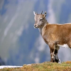Young Alpine ibex C014 / 3047