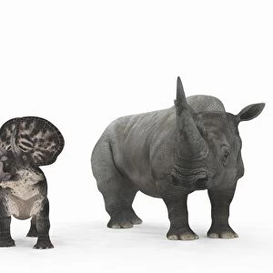 Zuniceratops dinosaur and rhino