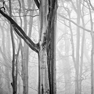 Tree Mist