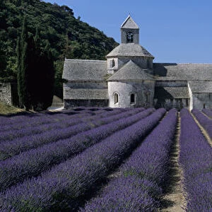 Abbaye de Senanque with purple lavender in foreground, Gordes, Vaucluse Department