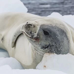 Adult crabeater seal (Lobodon carcinophaga) hauled out on ice floe, Neko Harbor, Andvord Bay, Antarctica, Southern Ocean, Polar Regions