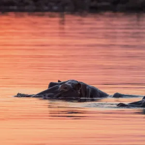 Adult hippopotamusus (Hippopotamus amphibius), bathing at sunset in Lake Kariba, Zimbabwe