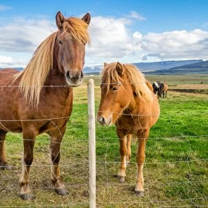 An adult and juvenile Icelandic horse in a field in rural Iceland, Polar Regions